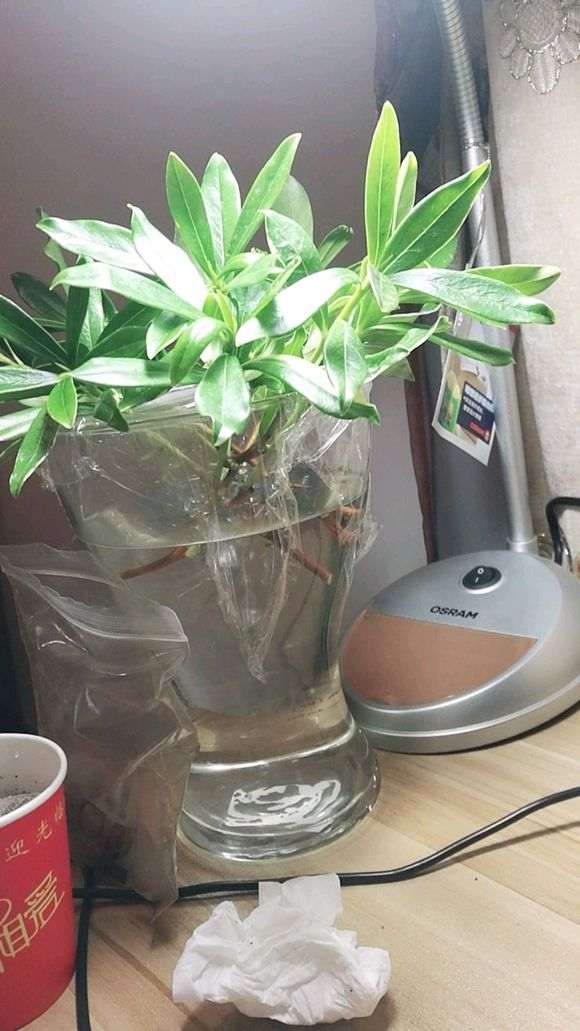 瑞香烂根了 可以扦插成功吗 图片