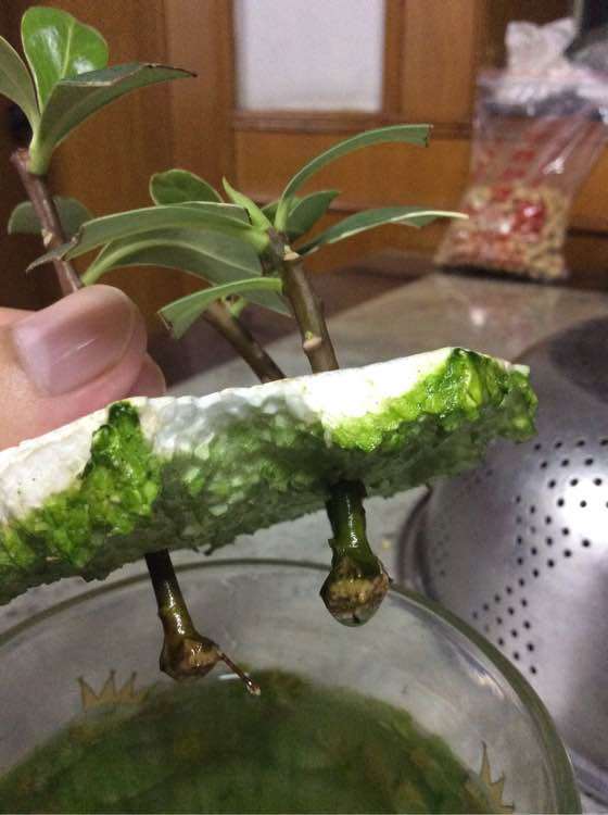 瑞香烂根了 可以扦插成功吗 图片