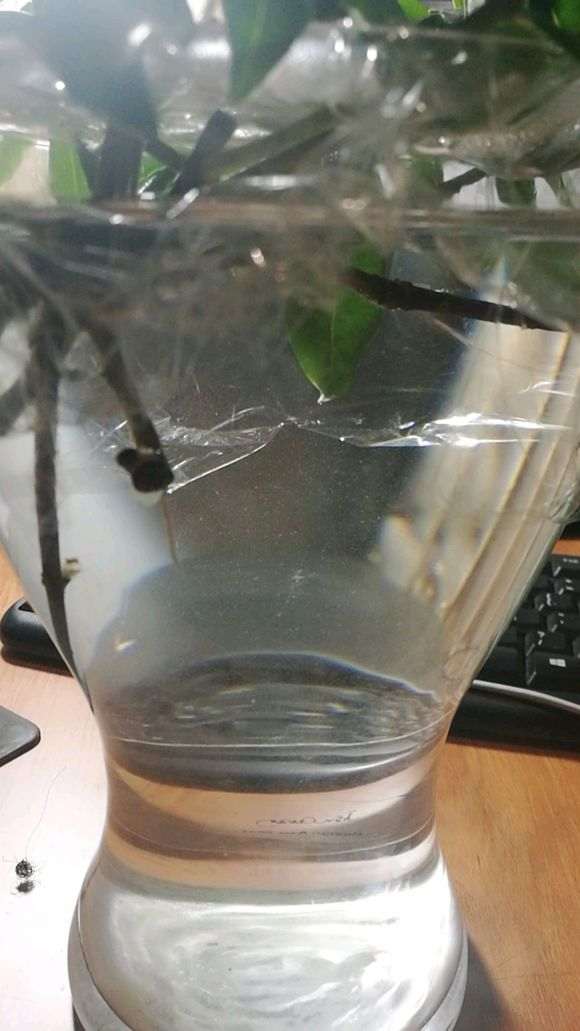 瑞香烂根了 可以扦插成功吗 图片