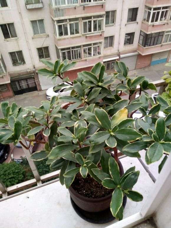 金边瑞香陆续有黄叶 水浇多了吗 图片