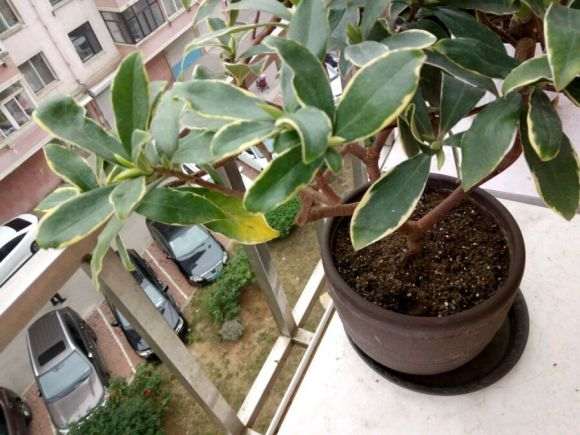 金边瑞香陆续有黄叶 水浇多了吗 图片