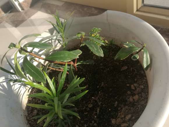 瑞香剪了根枝条怎么泡水里的方法 图片