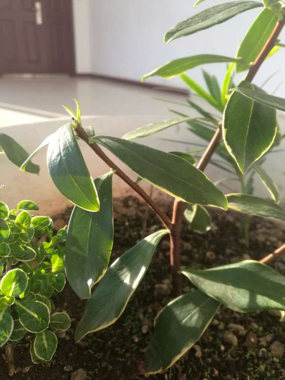 瑞香剪了根枝条怎么泡水里的方法 图片