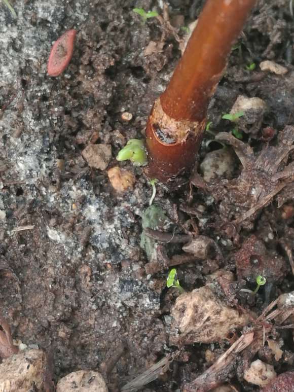 瑞香剪了根枝条怎么泡水里的方法 图片