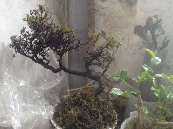 瑞香下山桩枯萎 怎么办 图片