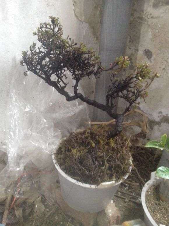 瑞香下山桩枯萎 怎么办 图片