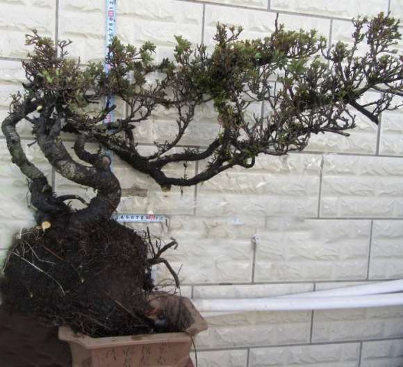 瑞香不耐低温更 不耐高温的 要注意