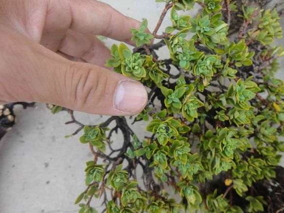 瑞香不耐低温更 不耐高温的 要注意