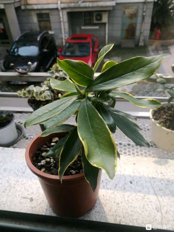 这颗是瑞香吗 怎么都不开花 图片