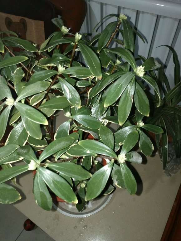 为什么瑞香冬季少浇水 怎么办 图片