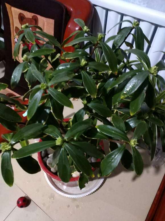 为什么瑞香冬季少浇水 怎么办 图片