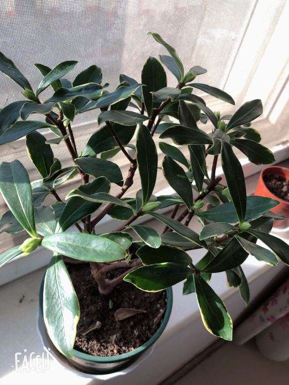 瑞香好多花苞 花蕾期怎么养护呢 图片