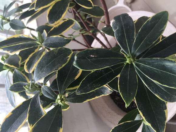 瑞香好多花苞 花蕾期怎么养护呢 图片