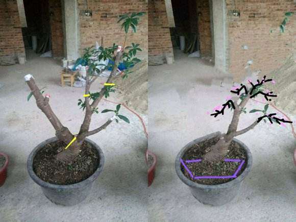 江西养瑞香下山桩 会死吗 图片