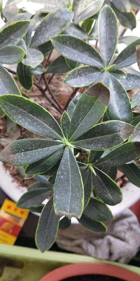 瑞香怎么了尖部都开始干枯了 图片