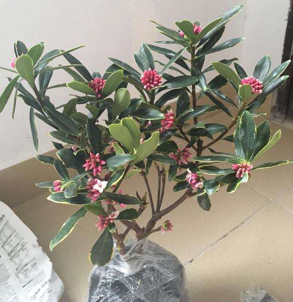 这颗金边瑞香值多少钱 30元 贵吗 图片