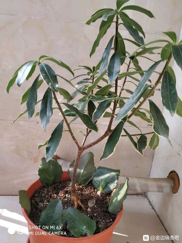 瑞香花后该怎么修剪 图片