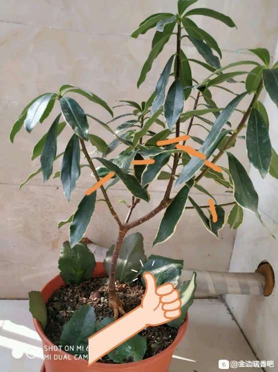 瑞香花后该怎么修剪 图片