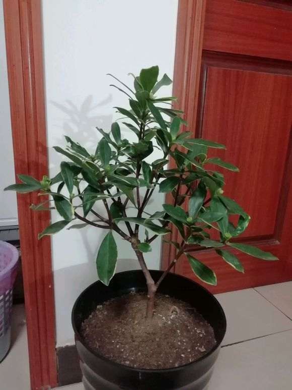 为什么金边瑞香怎么是白色花 图片