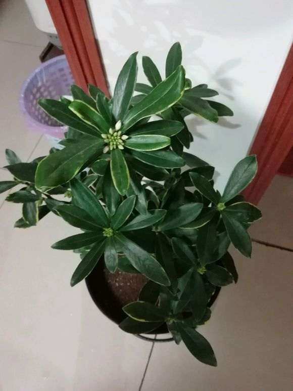 为什么金边瑞香怎么是白色花 图片