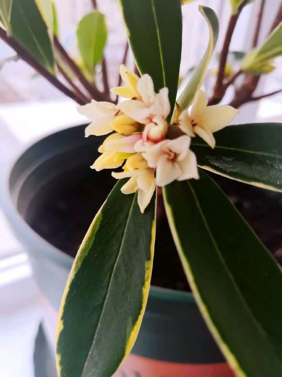 为什么这株金边瑞香是白花了 图片