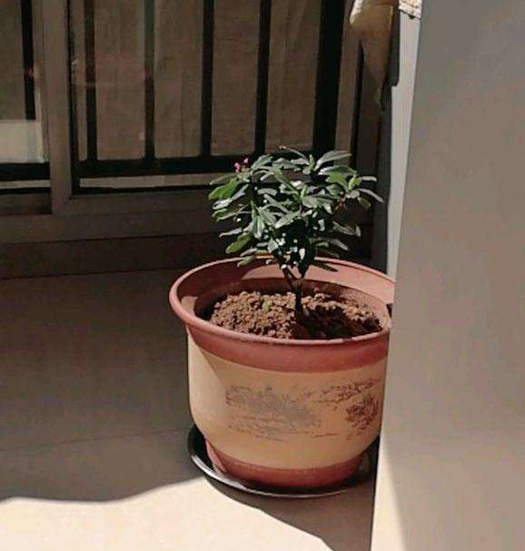 瑞香盆栽天天这样晒太阳可以吗 图片