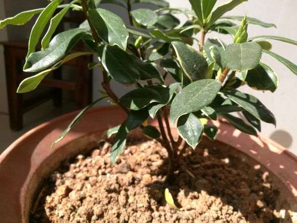 瑞香盆栽天天这样晒太阳可以吗 图片