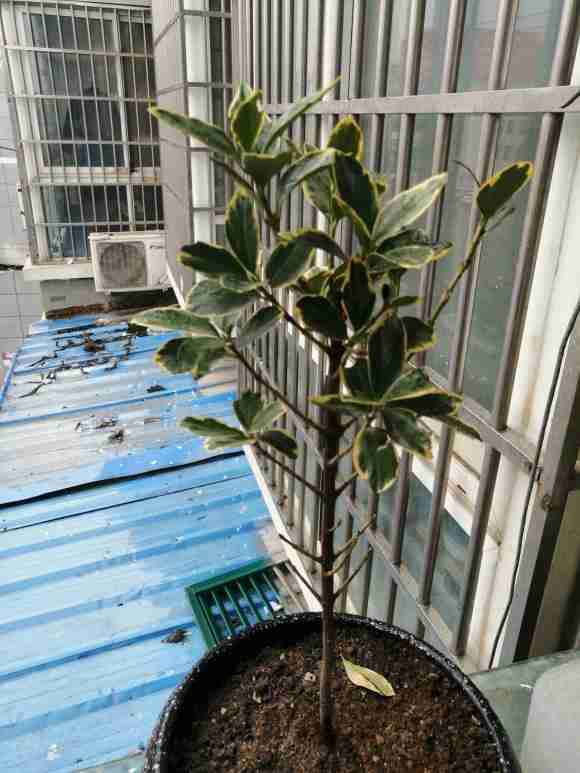 瑞香盆栽 我看不像 请你们给看看 图片