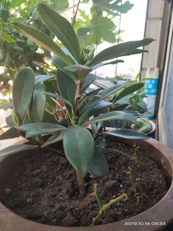 瑞香盆栽点也不长 不知道怎么了 图片