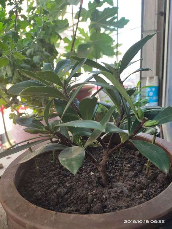 瑞香盆栽点也不长 不知道怎么了 图片