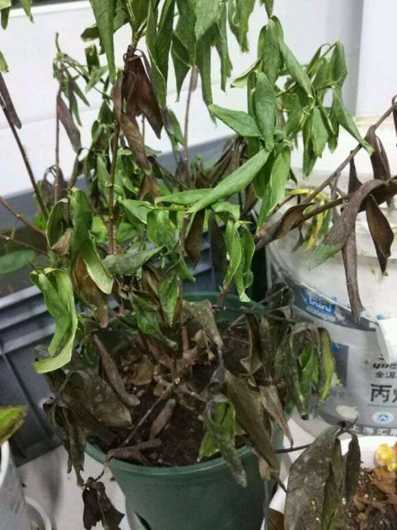 金边瑞香盆栽 突然枯萎了 怎么办