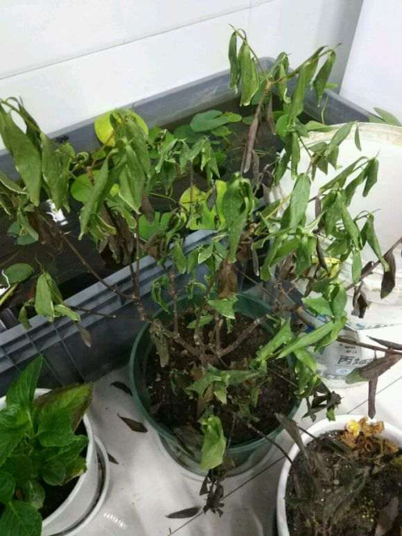金边瑞香盆栽 突然枯萎了 怎么办