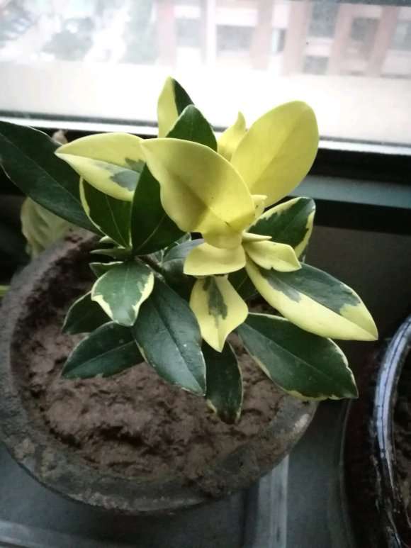 我家的瑞香盆栽变黄了 怎么办 图片