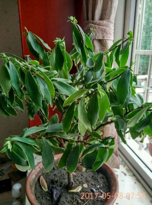 瑞香盆栽嫩叶皱了 估计有虫 怎么办 图片