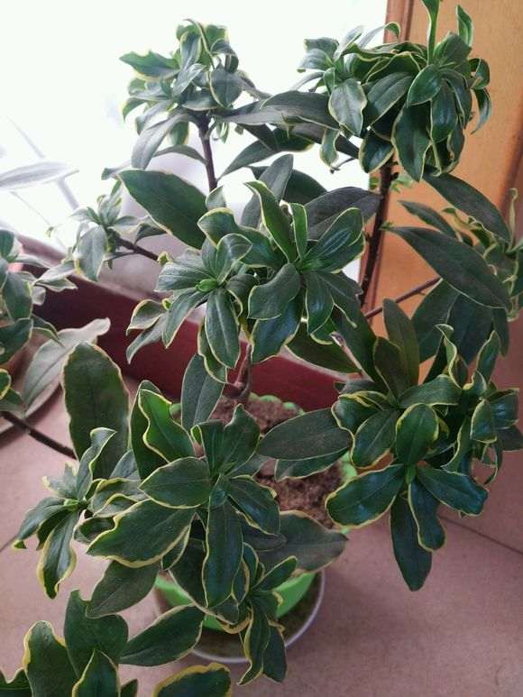 金边瑞香盆栽叶子为什么卷卷的 图片