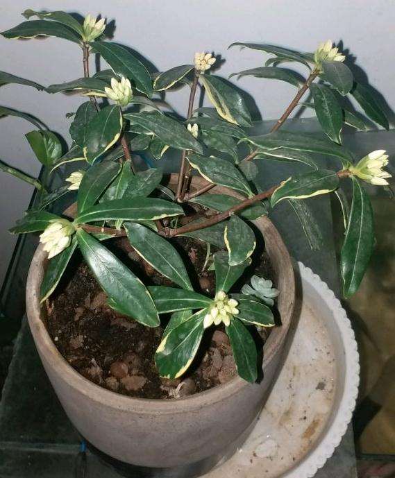 为什么瑞香盆栽要多晒太阳 图片