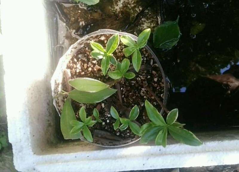 瑞香盆栽扦插多久了 生根了吗 图片