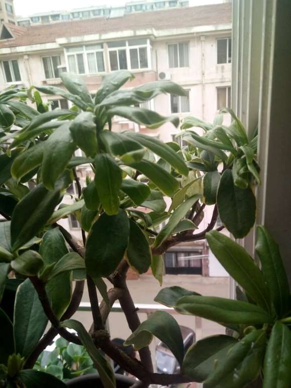 瑞香盆栽是不是要挂了 不敢浇水 图片