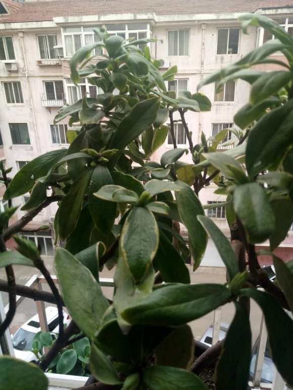 瑞香盆栽是不是要挂了 不敢浇水 图片