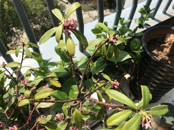 瑞香盆栽花后该如何修剪啊 图片