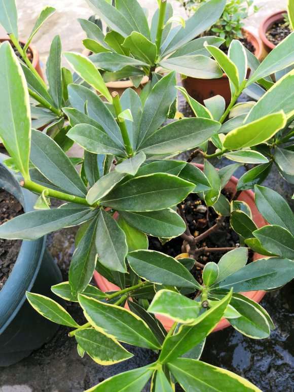 瑞香盆栽修剪后10天了 没长叶子 图片