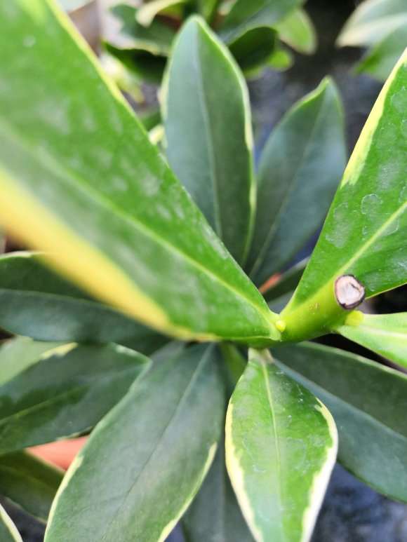 瑞香盆栽修剪后10天了 没长叶子 图片