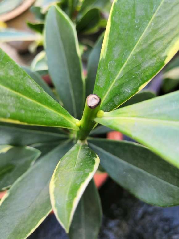 瑞香盆栽修剪后10天了 没长叶子 图片