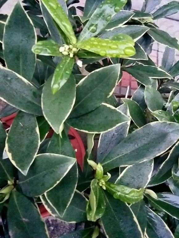 瑞香盆栽这时候就开花了 怎么办