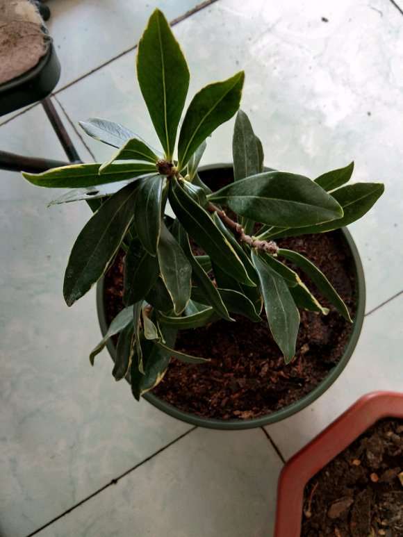 黑龙江养金边瑞香盆栽 要注意什么