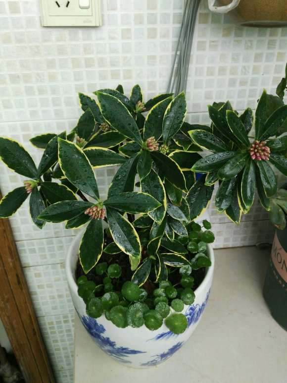 为什么瑞香盆栽室内迟早要挂掉