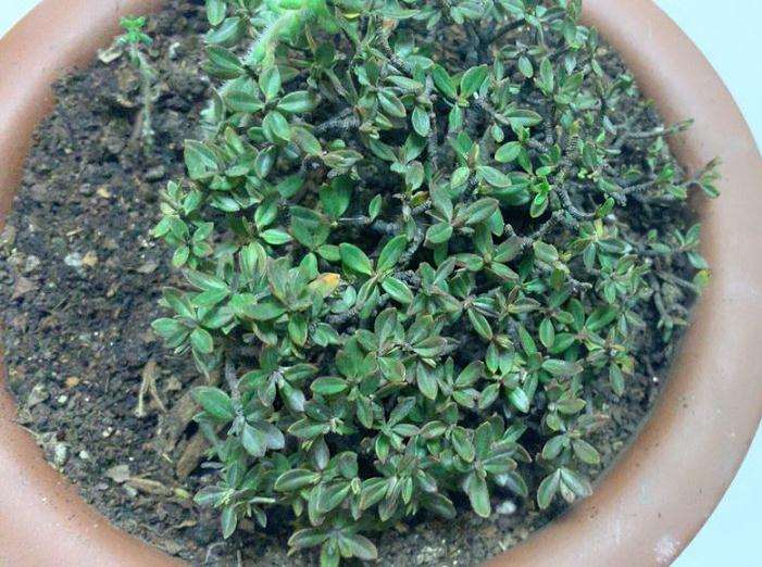 瑞香盆栽下山多久能看出来死活 图片