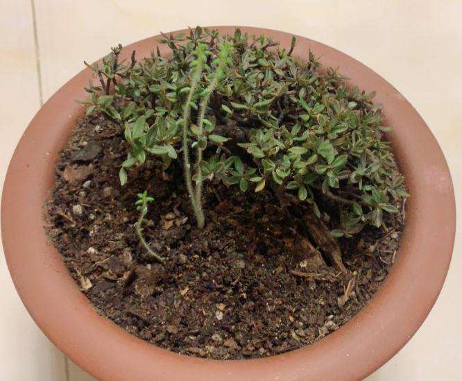 金边瑞香盆栽夏季进入休眠的疑问