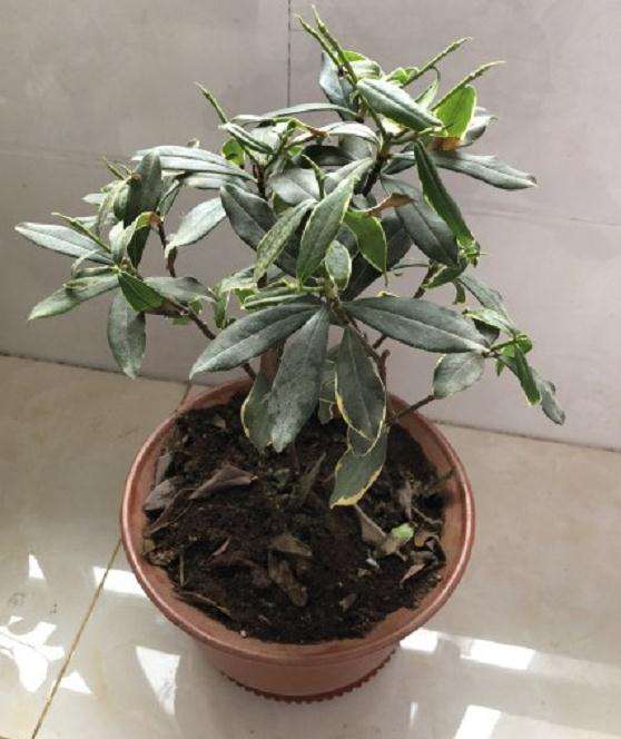 瑞香盆栽 半死不活的 怎么办 图片