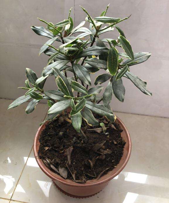 瑞香盆栽 半死不活的 怎么办 图片